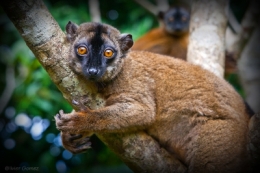olivier gomez photographe corse mayotte comores