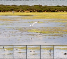 PATCHWORK MAGUELONNE2.jpg