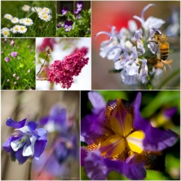 PLANTES JARDIN Chatell.jpg