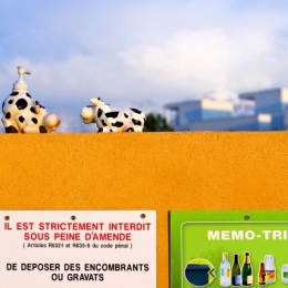 VACHES POUBELLESblog.jpg