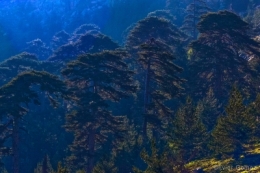 olivier gomez photographe corse