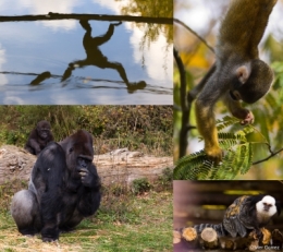 VALLEE DES SINGES.jpg