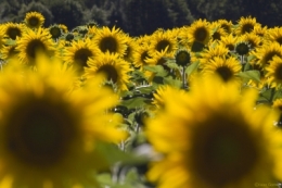 Tournesols.jpg