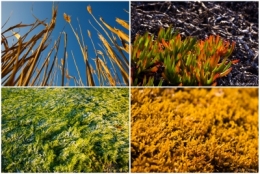 HERBES&ALGUESBLOG.jpg