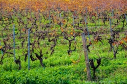 olivier gomez photographe corse clos culombu phothotheque