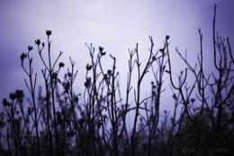 IMG_4757bis.jpg