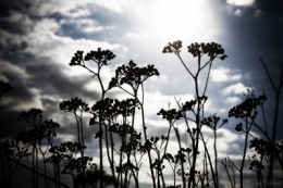 PLANTES CONTRE JOUR 2.jpg