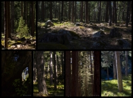 FORET2.jpg