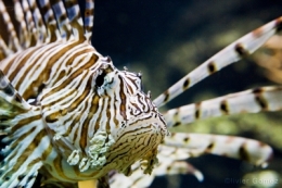 olivier gomez,phographe corse,rascasse volante,aquarium,nausicaa,boulogne sur mer