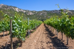 olivier gomez photographe corse vin corse clos culombu lumio