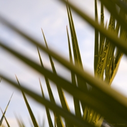 Plante grasse 2.jpg