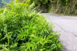 olivier gomez,photographe corse,castagniccia,route,haute corse