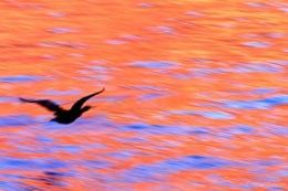 IMG_0510bisblog.jpg