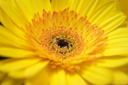 IMG_6056bis.jpg
