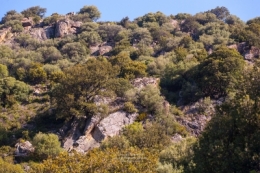 olivier gomez,photographe corse,zilia,village,balagne,haute corse