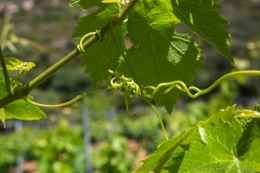 olivier gomez photographe corse vin clos culombu lumiu