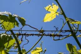 olivier gomez photographe corse vin clos culombu lumiu