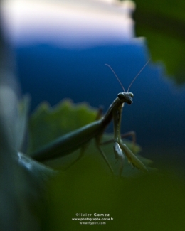 O_G_2149bis2INSTA copie.jpg