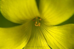 olivier gomez photographe corse macro