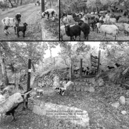 olivier gomez,photographe corse,berger,eleveur,producteur,brebis,agneaux,lait,fromage,oti,ile rousse,balagne