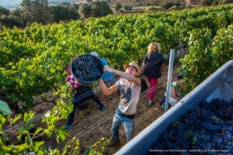 olivier gomez,photographe corse,vendanges,clos culombu,lumiu