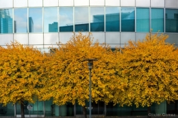 olivier gomez photographe corse paris