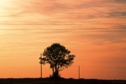 Arbre électriq blog.jpg
