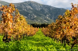 olivier gomez photographe corse clos culombu phothotheque