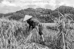 voyage,rizieres,route,coc ly,vietnam,olivier gomez,photographe corse