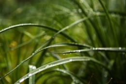 plantes rosée.jpg