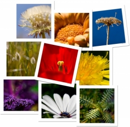 FLEURS2010blog.jpg