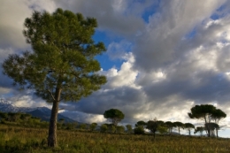ARBRES PLAINE BALAGNE BLOG.jpg
