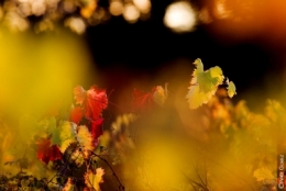 IMG_7445bis2.jpg