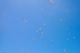 DSC_0019BIS.jpg