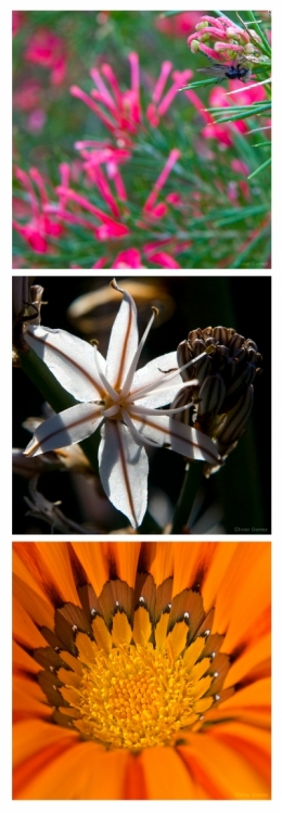 Fleur 2010bisblog6.jpg