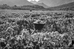 olivier gomez,photographe corse,alzipratu,vendanges 2018,balagne