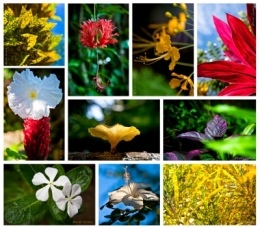 FLEURS ET AUTRES BLOGbis.jpg