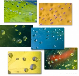 olivier gomez,photographe corse,gouttes,macro