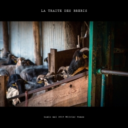 olivier gomez photographe corse traite brebis lumio balagne