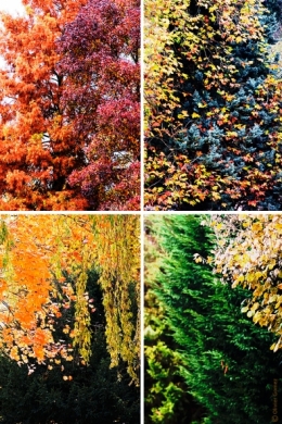 COULEURS D'AUTOMNE.jpg