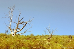 22072011-IMG_9525bisblog.jpg