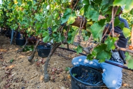 olivier gomez,photographe corse,vendanges,clos culombu,lumiu