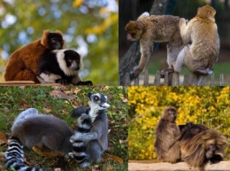 LES SINGES SE DECHAINENT BLOG.jpg