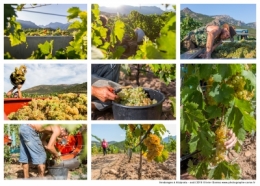 VENDANGES AMBIANCES BLOG.jpg