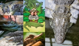 CROCOBLOG3.jpg