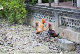 DSC_0503.jpg