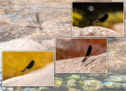 DRAGONFLYBLOG.jpg