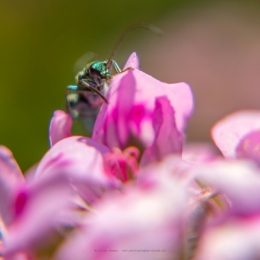 olivier gomez,photographe corse,petites betes,jardin,lumio,balagne,corse