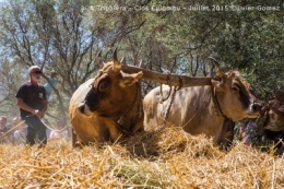 olivier gomez photographe corse a tribbiera clos culombu lumiu