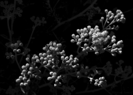 photographe corse,olivier gomez